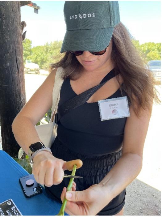 During the AvoGrove tour Diana Schulman, of Dog Haus, learned how to graft an avocado stem.