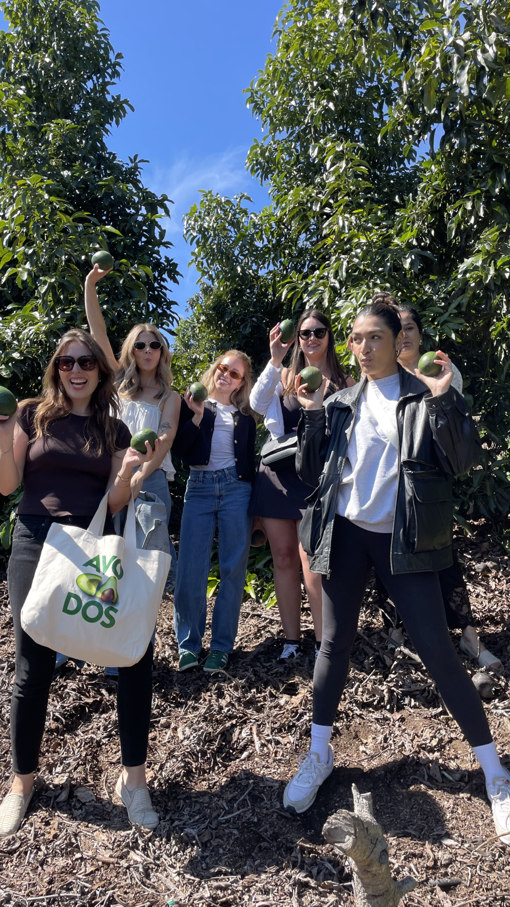 California Avocado Commission influencer partners had the opportunity to pick their own fresh California avocados while on a tour of Fairfield Farms. 