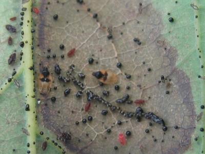 All stages of avocado lace bugs on leaf