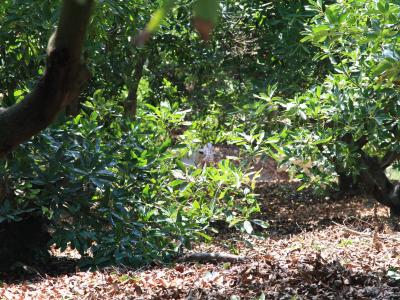 California avocado grove with shed leaves on the ground