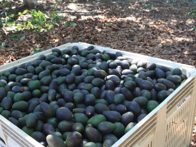 Bin of California avocados in sun dappled grove
