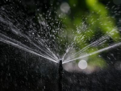 Closeup of sprinkler watering California avocado grove