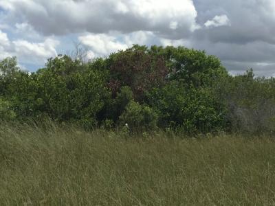 Brown leaf damage from redbay ambrosia beetles