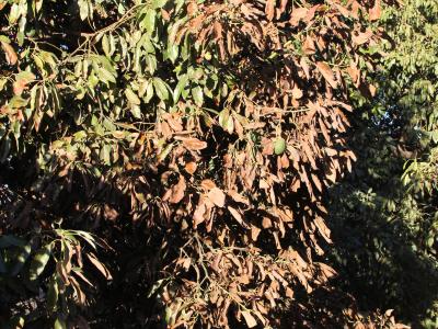 The side of an avocado tree canopy facing a fire shows signs of leaf damage. 