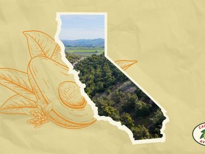 The California Avocado Commission’s featured Video of the Month for May 2024 is a 60-second video commercial that is one of the advertising tactics being used this season.